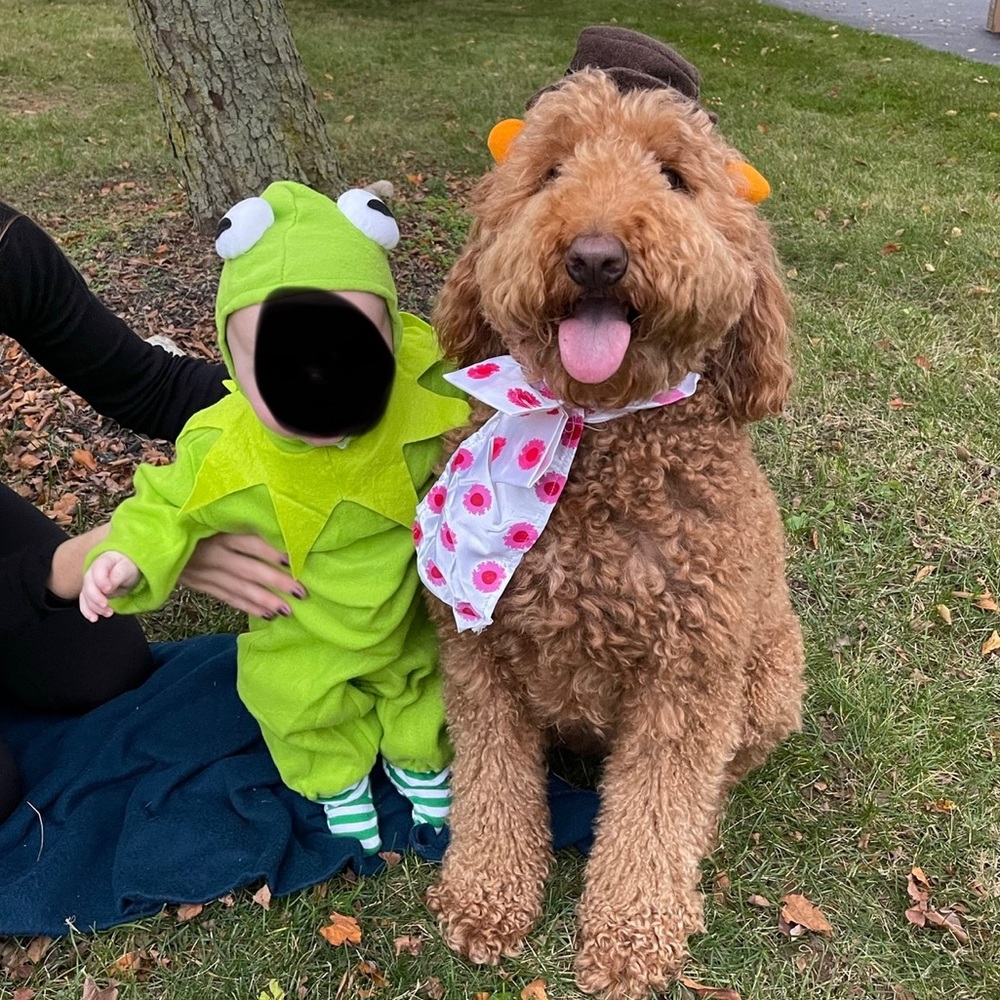 Kermit the frog and Fozzie Bear costumes from The Muppets